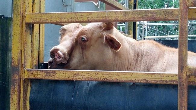 พบวัวประหลาด 2 หัว ใบหน้าซ้อนกัน ที่ออสเตรเลีย