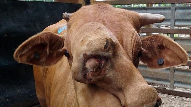 พบวัวประหลาด 2 หัว ใบหน้าซ้อนกัน ที่ออสเตรเลีย