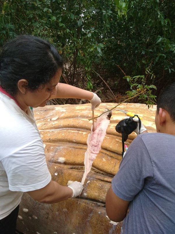 พบซากวาฬหลังค่อม