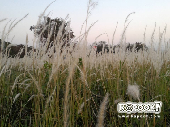 ทุ่งดอกหญ้า เกษตร นวมินทร์