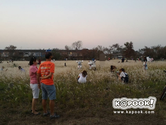 ทุ่งดอกหญ้า เกษตร นวมินทร์