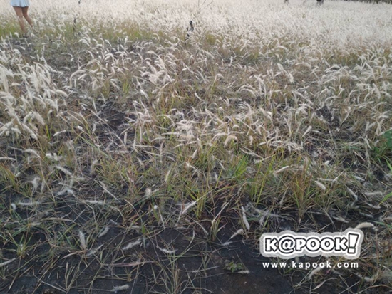 ทุ่งดอกหญ้า เกษตร นวมินทร์