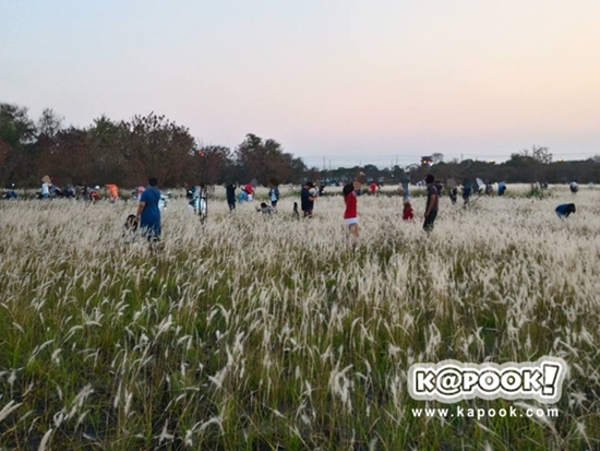 ทุ่งดอกหญ้า เกษตร นวมินทร์