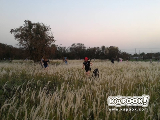 ทุ่งดอกหญ้า เกษตร นวมินทร์