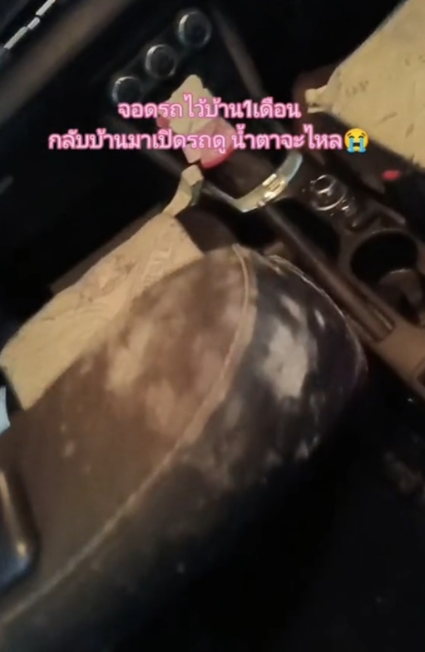 ไวรัล TikTok