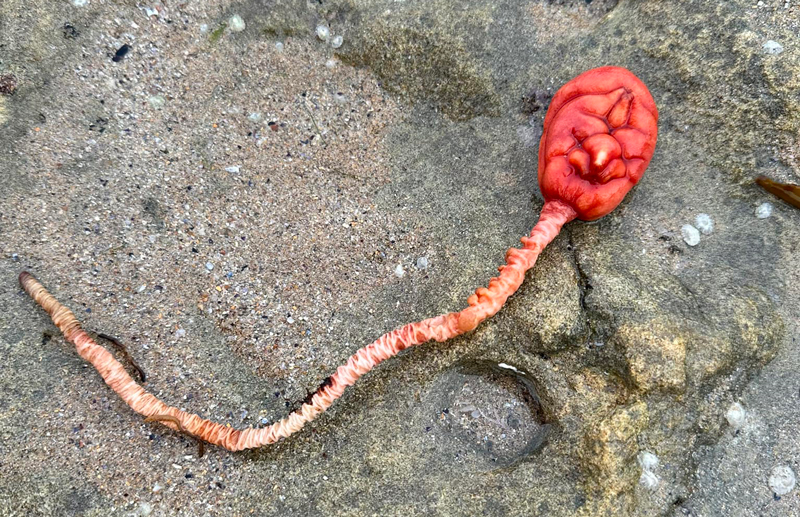 สัตว์แปลก