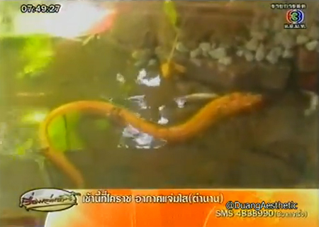 ปลาไหลสีทอง จ.แพร่