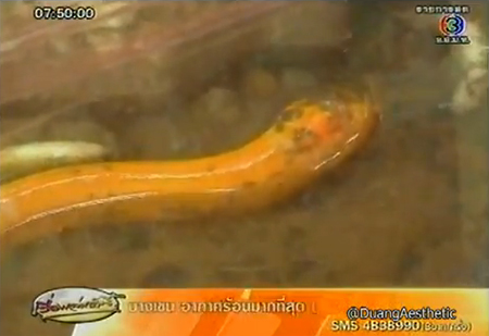 ปลาไหลสีทอง จ.แพร่