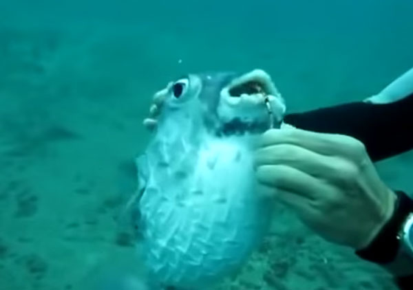 ปลาปักเป้าเบ็ดติดปาก ว่ายมาขอความช่วยเหลือจากมนุษย์...แล้วสิ่งมหัศจรรย์ก็เกิดขึ้น