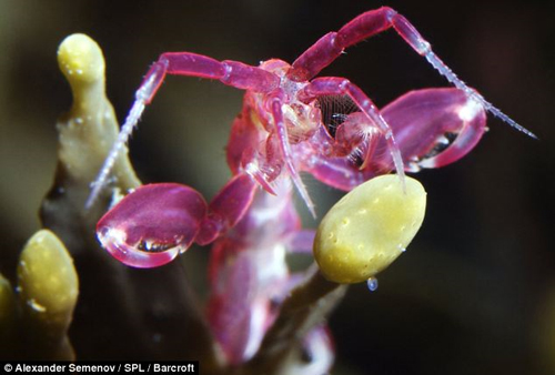 ภาพสัตว์สายพันธุ์ใหม่