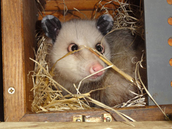 เจ้าเฮดี้ โอพอสซัมตาเหล่ตัวจิ๋ว