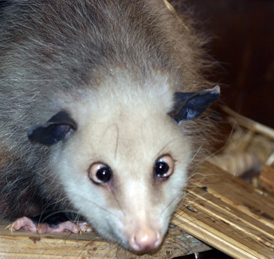 เจ้าเฮดี้ โอพอสซัมตาเหล่ตัวจิ๋ว