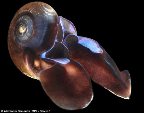 ภาพสัตว์สายพันธุ์ใหม่