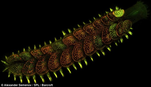 ภาพสัตว์สายพันธุ์ใหม่