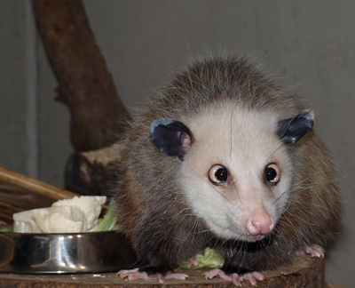 เจ้าเฮดี้ โอพอสซัมตาเหล่ตัวจิ๋ว