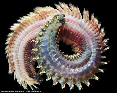 ภาพสัตว์สายพันธุ์ใหม่