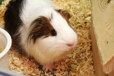 หนูแกสบี้ cavy