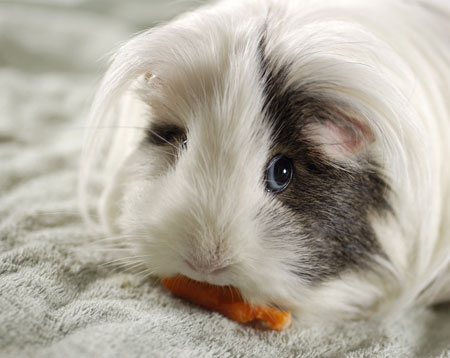 หนูแกสบี้ cavy