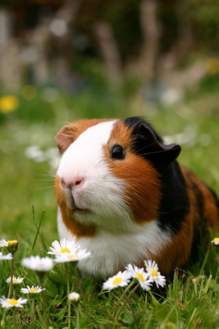 หนูแกสบี้ cavy