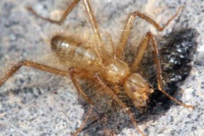 แมลงวันขนปุยชวนสยอง