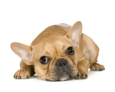 เฟรนช์บูลด็อก