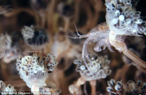 ภาพสัตว์สายพันธุ์ใหม่