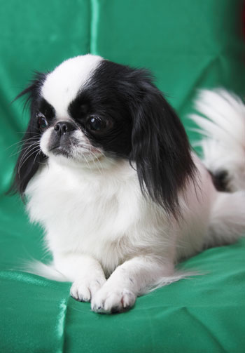 แจแปนนิส ชิน