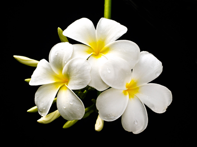 ลีลาวดี