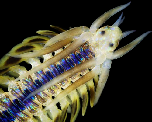 หนอนทะเลสีน้ำเงิน