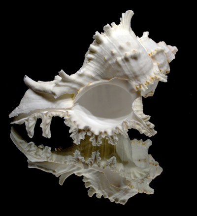 หอยหน้ายักษ์