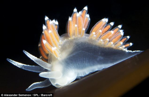 ภาพสัตว์สายพันธุ์ใหม่