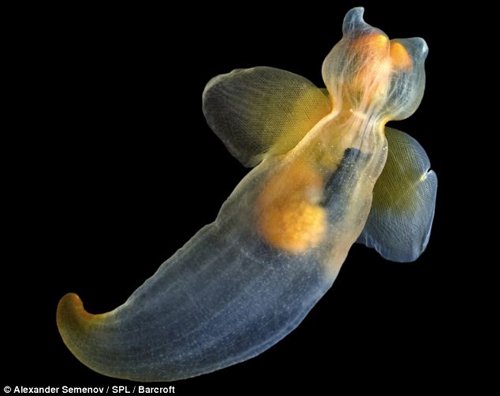 ภาพสัตว์สายพันธุ์ใหม่