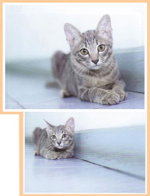 เทคนิคการถ่ายภาพ