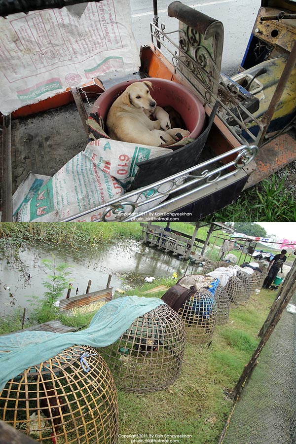 น้ำท่วมอยุธยา