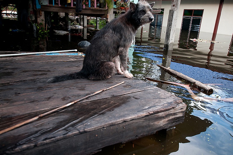 น้ำท่วมอ่างทอง 2554 