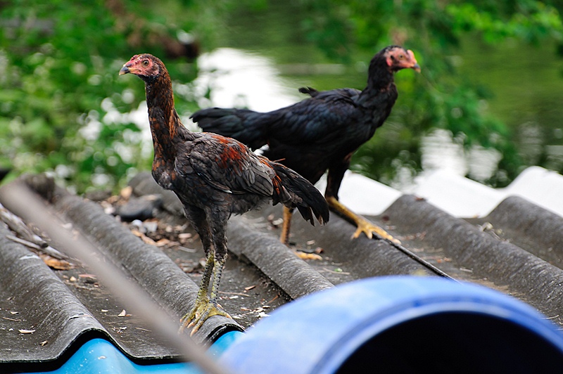 น้ำท่วมอ่างทอง 2554 