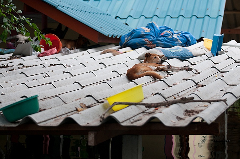 น้ำท่วมอ่างทอง 2554 