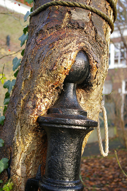  ต้นไม้ จอมเขมือบ