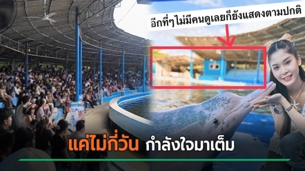 ที่เที่ยวดัง จากโชว์โลมาแม้ไร้คนดู วันนี้พลังน้ำใจสร้างปาฏิหาริย์ ภาพที่ไม่ได้เห็นมานาน