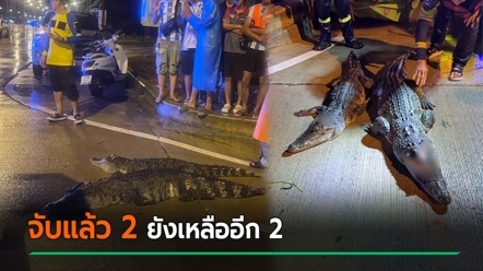 จับตายแล้ว 2 ! จระเข้หลุดสระแก้ว เตือนระวังยังเหลืออีก 2 ตัว ส่งทีมผู้เชี่ยวชาญล่า