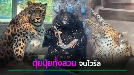 ไวรัลสวนสัตว์จีน เลี้ยงดีจนตุ้ยนุ้ยทั้งสวน จับไดเอตไม่ได้ผล กินจุต้องขึ้นค่าตั๋ว