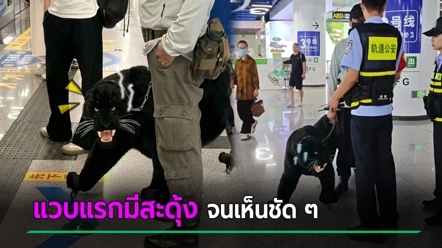 ไวรัลกุมขมับ เสือดำโผล่สถานีรถไฟ มีคนจูงเข้ามา ดูดี ๆ ทำไมติดล้อ ใครช่างหาทำ